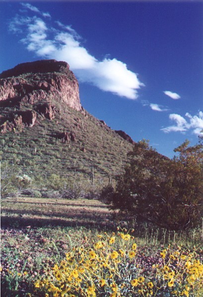 Brittlebush at Picacho Peak