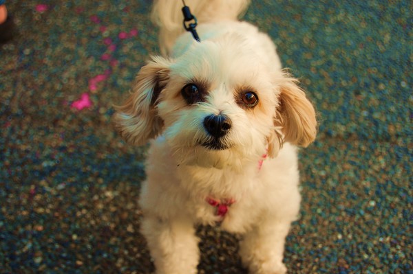 Handsome lil fellow .............