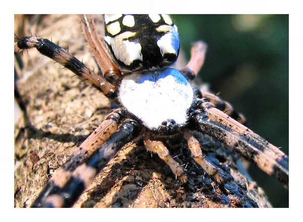 orb weaver II
