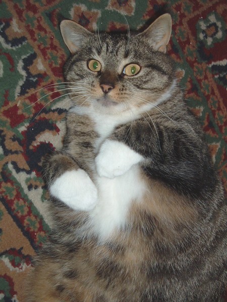 Psycho Cat