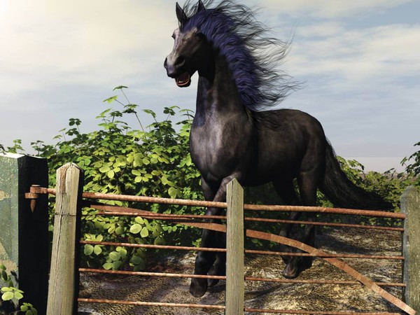 Black stallion