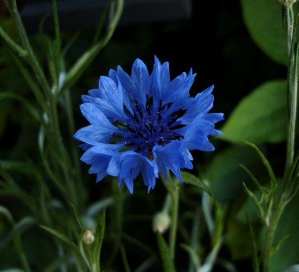 Blue Bonnet