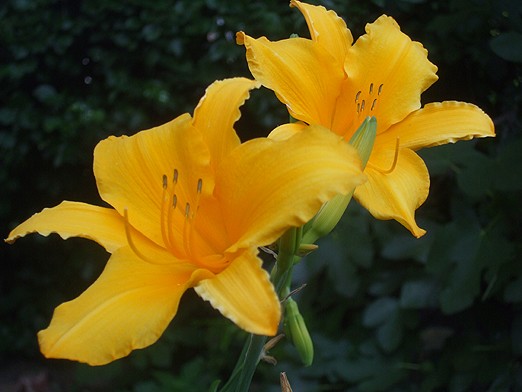 Lilies