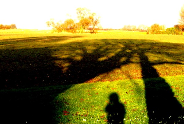 My shadow, my trees, my sunlight