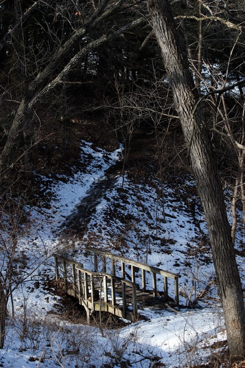 Bridge In The Woods