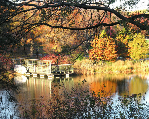 Beauty In The Park