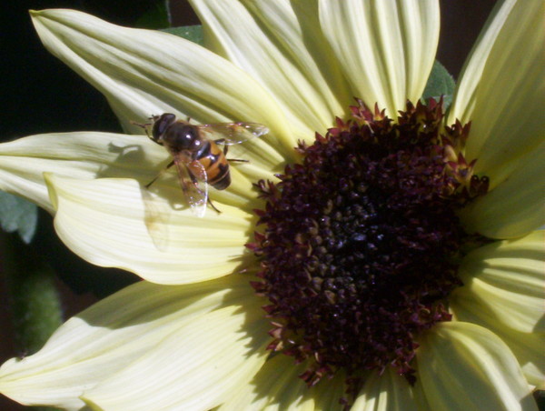 wannabee