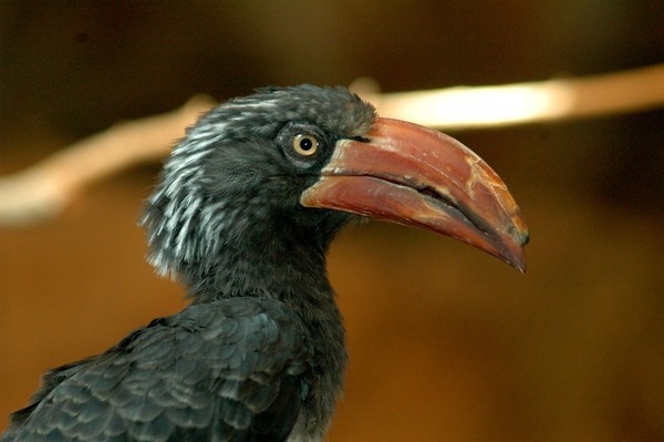Angry Bird Two