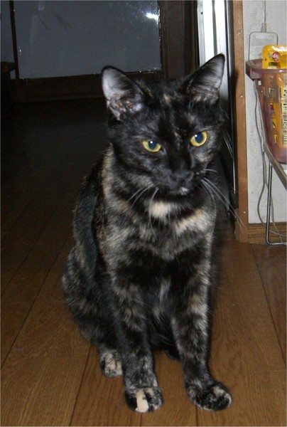 picture of cat