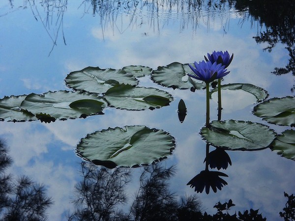 Carolina blue waterlily