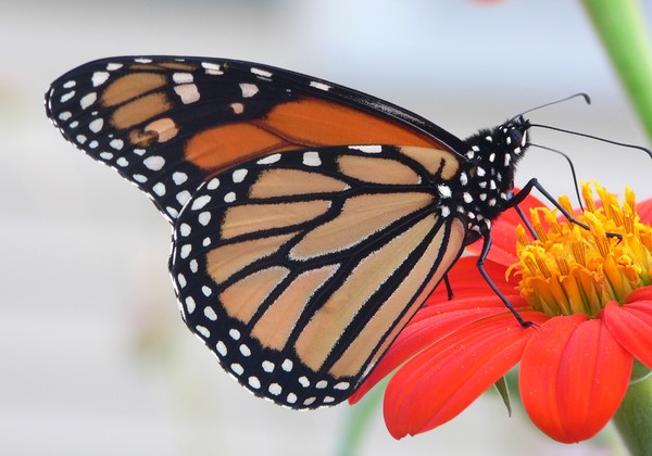 Monarch butterfly