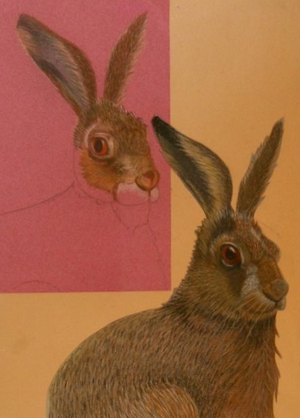 Hares