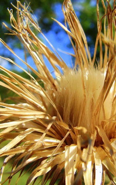 Fall Thistle 
