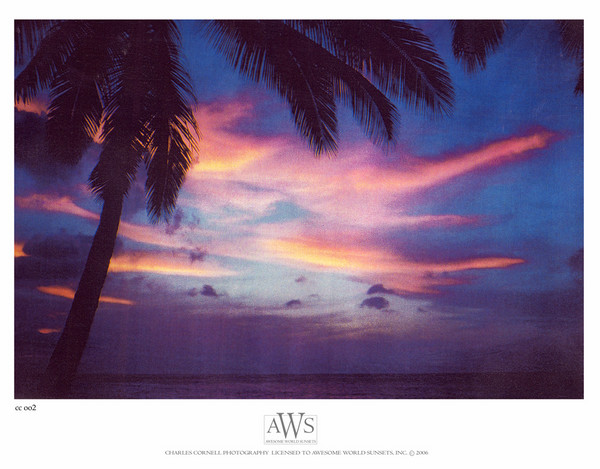 Exotic Nights