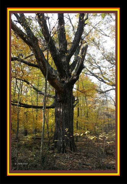 History Tree Of Fall