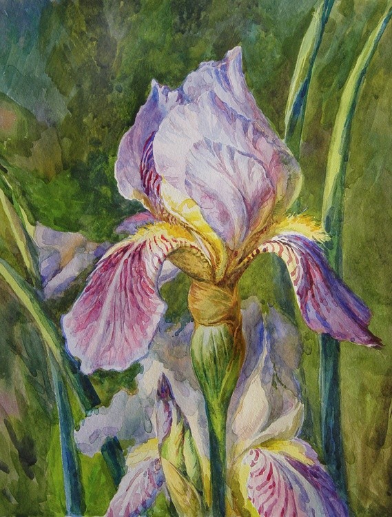 Iris