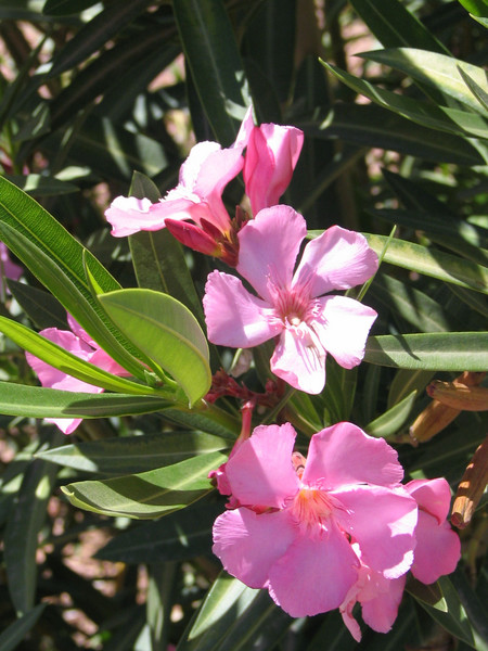 Pink Oreanders