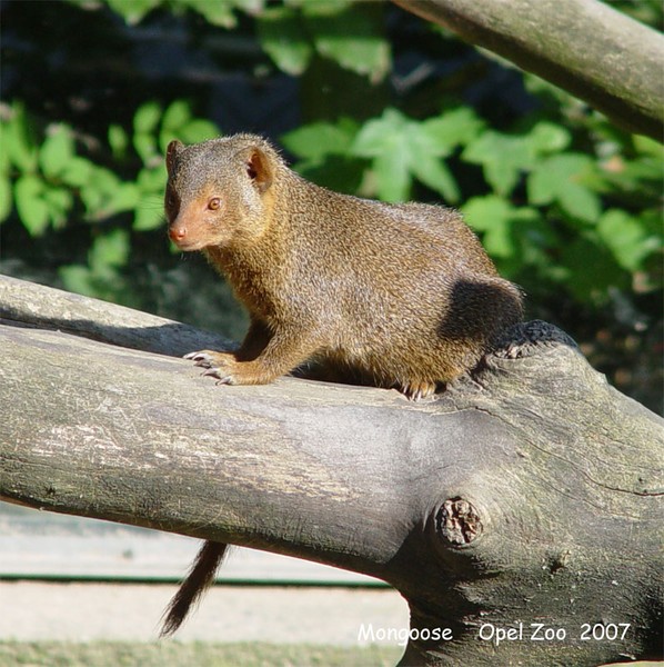 Mongoose 2