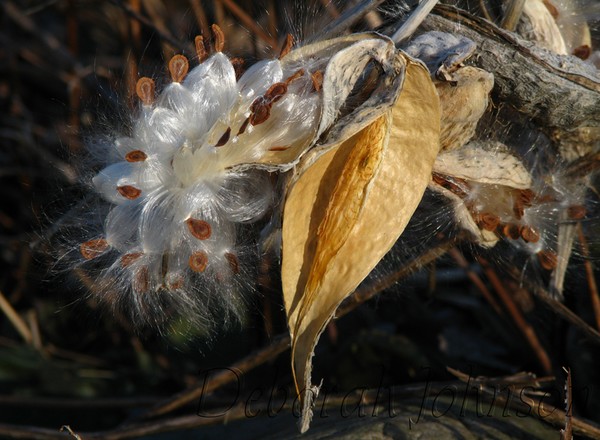 Milkweed in the setting sun light