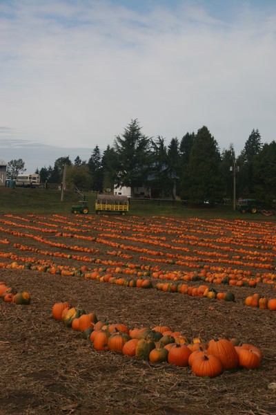 Pumpkins, Pumpkins, Everywhere!!!