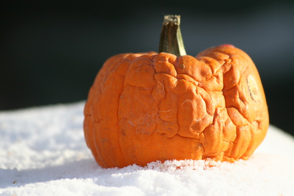 The Great Pumpkin