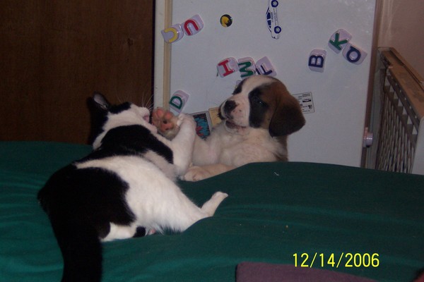 Puppy Play