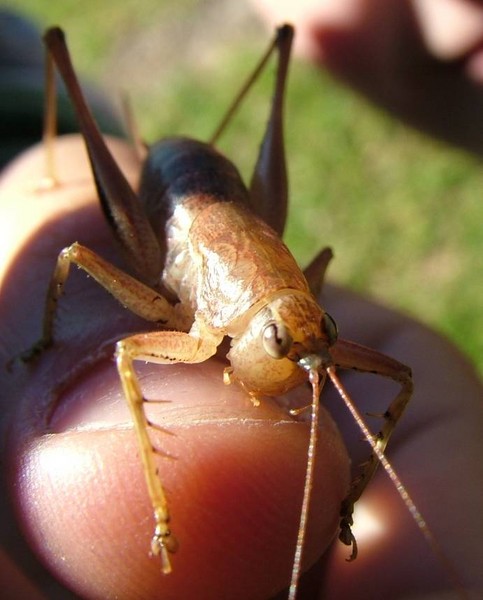 Friendly Cricket
