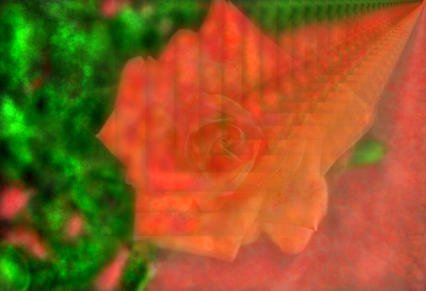 PROJECTING ROSE