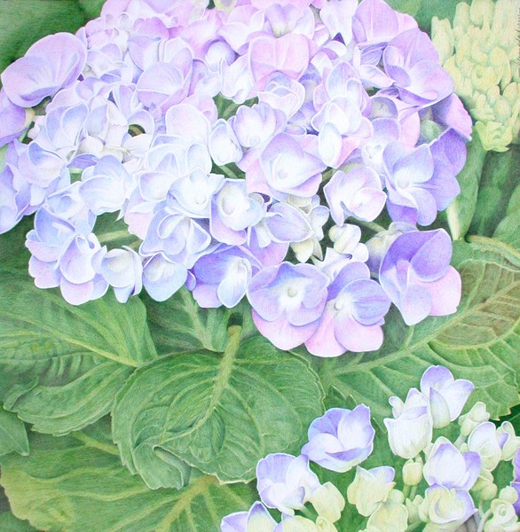 Blue Hydrangea 