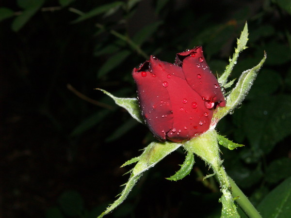 Red Rose Bud