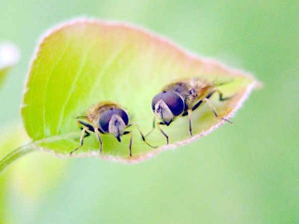 Flys