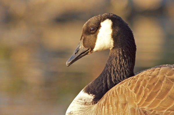 Canada Goose