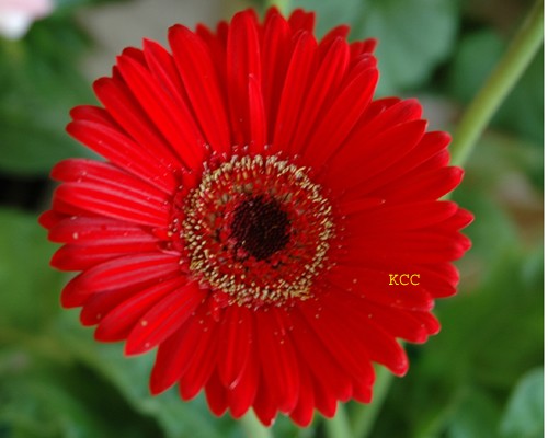 FRESH AS A DAISY