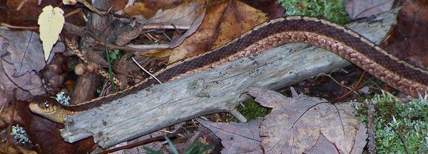 snake on a log