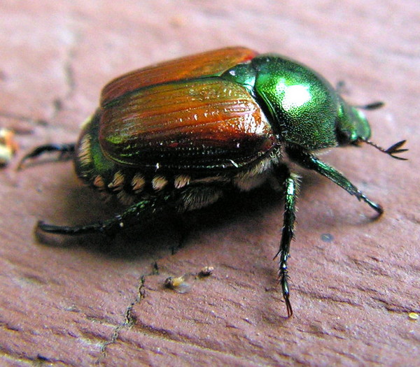Unwanted Visitor