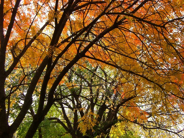 orange leaves