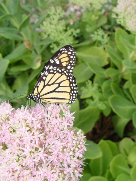 Beautiful Butterfly