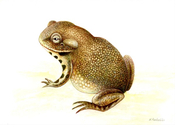 A toad 2