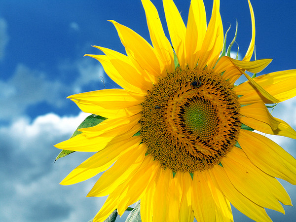 sol