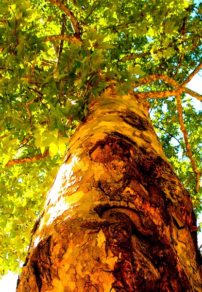 Looking Skyward
