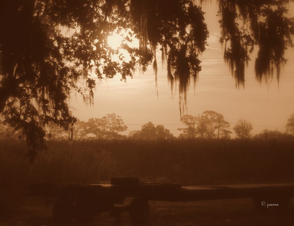 Delta Dawn