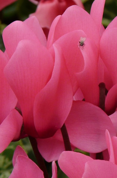 Cyclamen