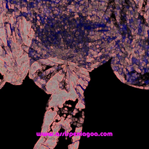 23cd080808