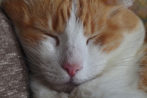 Honeyboy Sleeping in HDR