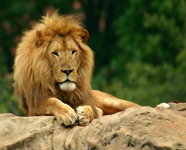 Lion Look