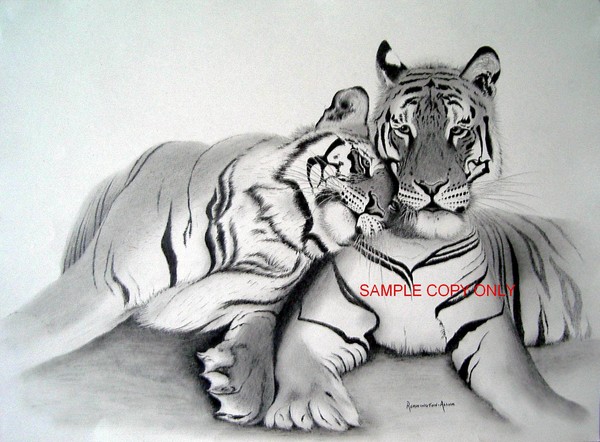 Tigers in Love
