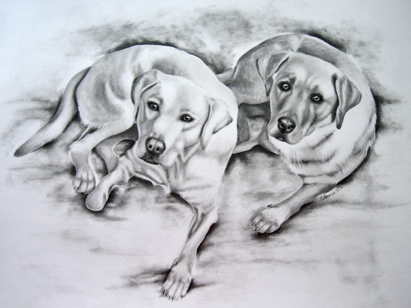 Yellow Labs