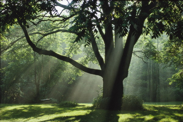 Shafted Light, Tree, and Swing