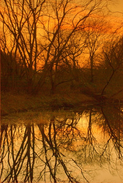 Golden Evening