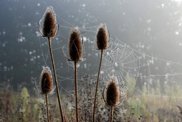Teasels